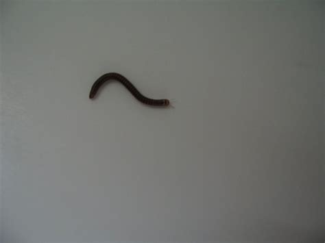 Does anyone know what type of intestinal worm this is? at Ask Glaxony, with image embedded ...