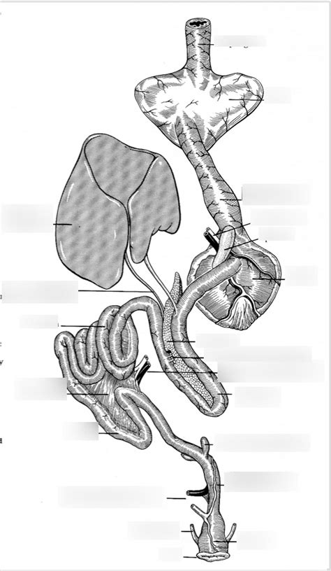 avian digestive system Diagram | Quizlet