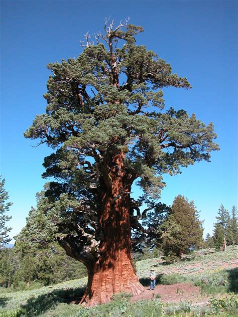 Caring for One of the Oldest Living Trees in the World | Save the Redwoods League