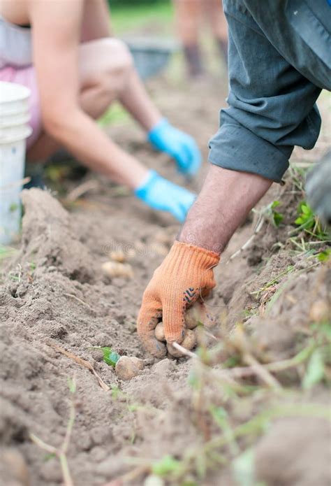 Harvesting Potatoes stock photo. Image of organic, soil - 5575534