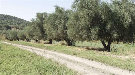 Israelis crown olive tree as country’s national tree – www.israelhayom.com