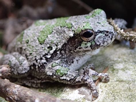 Gray Treefrog - Friends of Horicon Marsh