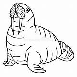 Cute Walrus Coloring Page Stock Illustrations – 128  sketch template