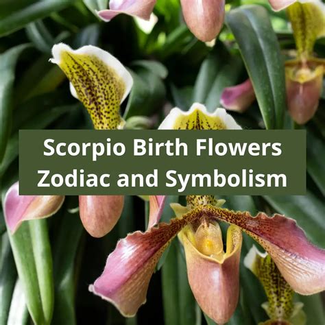 Scorpio Birth Flowers: Marigolds and Lady Slipper Orchids Zodiac Flower ...