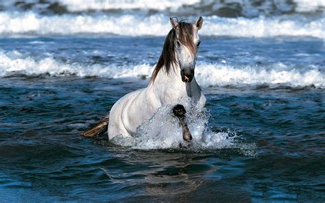 White horse running on the beach, white horse running on beach HD wallpaper | Pxfuel