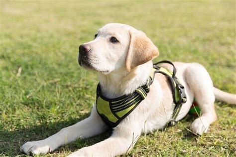 Training Two Labrador Puppies