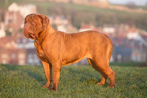 Dogue de Bordeaux | Breeds A to Z | The Kennel Club