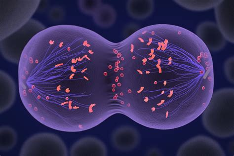 Visualizing Meiosis