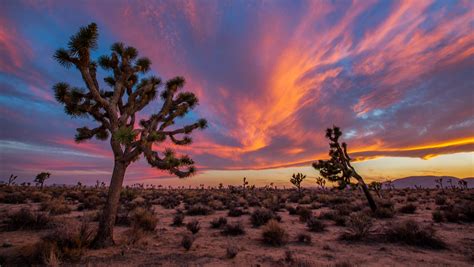 Joshua Tree National Park is a desert oasis