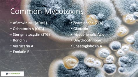 What Are the Most Dangerous Mold Types to Your Health? | Dr. Hagmeyer