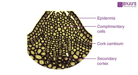 Cork Root Functions