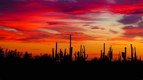 Download wallpaper 2560x1440 cacti, sunset, silhouettes, arizona widescreen 16:9 hd background