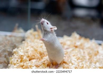 3,258 White Rat Red Eyes Images, Stock Photos, 3D objects, & Vectors | Shutterstock