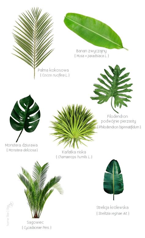 Plant leaves - Plants - Tropical wedding - Tropical plants - Tropical leaf print - Planting fl ...