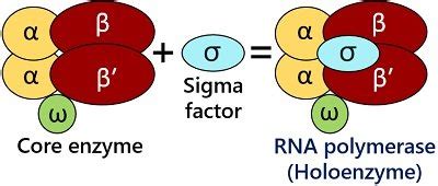 In Prokaryotes the Rna Polymerase Holoenzyme Consists of