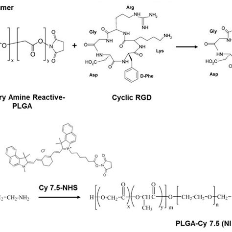 Schematic representing synthesis of (A) cRGD-functionalized PLGA ...