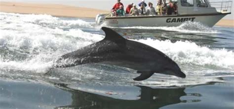 Dolphin Cruise, Safari2Go