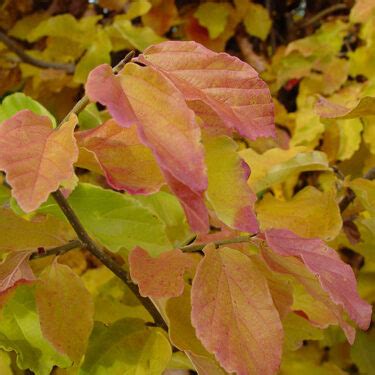 Parrotia persica ‘Vanessa’ | Kiefer Nursery: Trees, Shrubs, Perennials