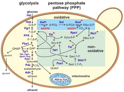 Biomolecules | Free Full-Text | The Pentose Phosphate Pathway in Yeasts–More Than a Poor Cousin ...