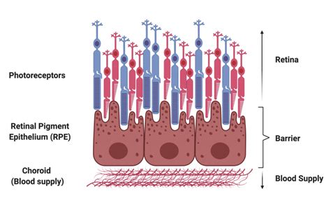 The retina and retinal pigment epithelium (RPE) | UCL Institute of Ophthalmology - UCL ...