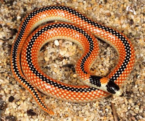 Meet the Black-striped Snake | Western Australian Museum