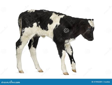 Belgian blue calf stock image. Image of blue, shot, animal - 41996589