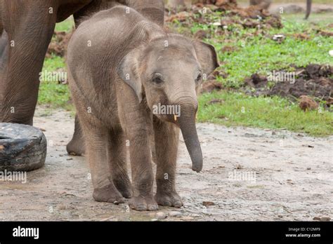 Borneo pygmy elephant hi-res stock photography and images - Alamy