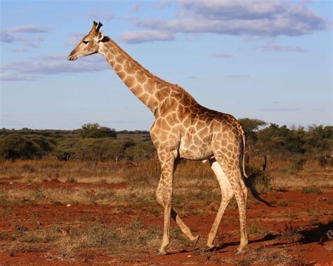 South African Giraffe - Facts, Diet, Habitat & Pictures on Animalia.bio