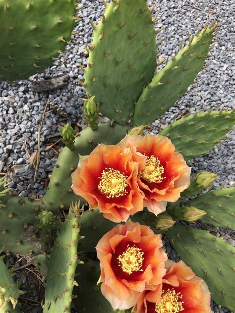 Prickly Pear Flower