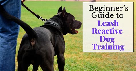 Beginner’s Guide to Leash Reactive Dog Training - Dog Endorsed