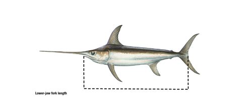 Atlantic Swordfish Recreational Minimum Sizes and Bag Limits | NOAA ...