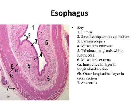 PPT - Esophagus histology PowerPoint Presentation - ID:2193418