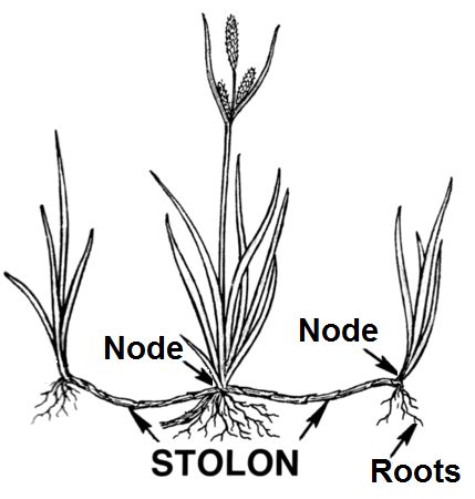 Stolon Plant