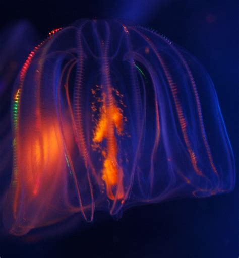 Ctenophore