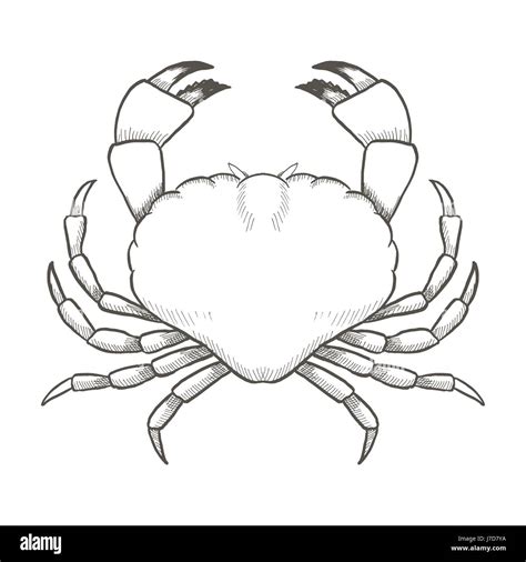 Crab drawing on white background. Hand drawn outline seafood ...