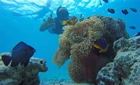 Moorea Private Snorkeling Tours - Moorea Ocean Adventures