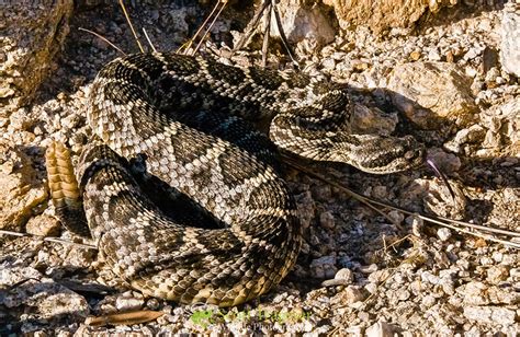 Arizona Black Rattlesnake (Crotalus cerberus) juvenile | Flickr - Photo Sharing!