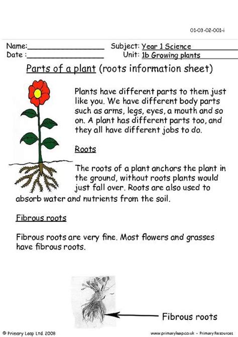 Parts of a Plant: Roots Information Sheet