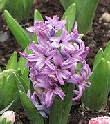 Hyacinthus orientalis cultivars - Wikimedia Commons