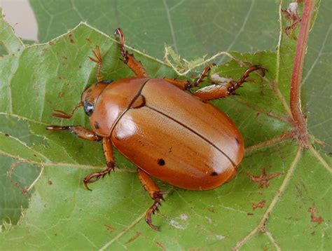 Family Scarabaeidae | ENT 425 – General Entomology