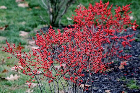 Winterberry Holly Gardening Hints and Tips