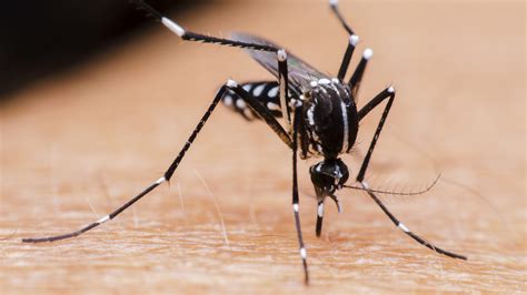 Mosquito that prefers biting people thriving in California