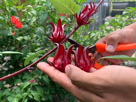 Rosella growing at Bawah Reserve | Roselle flower, How to make tea, Permaculture gardening