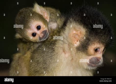 Baby Squirrel Monkey Stock Photo - Alamy