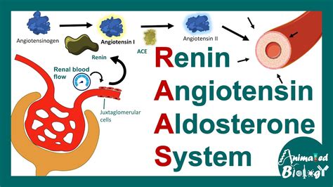 Renin Angiotensin Aldosterone System | RAAS pathway | Function of RAAS pathway. - YouTube