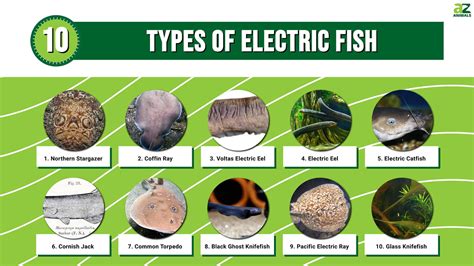 Types of Electric Fish: Discover 10 Shocking Fish! - A-Z Animals