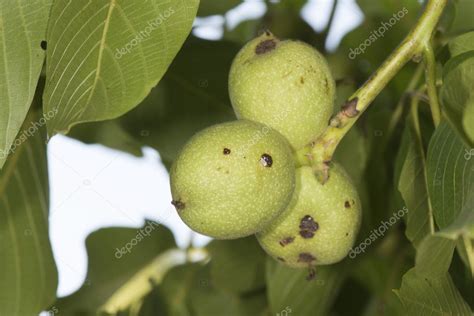 Nut fruit on a tree — Stock Photo © izanbar #49554303