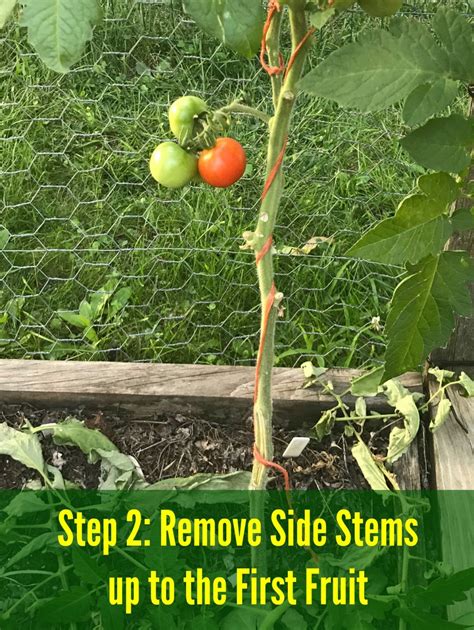 How to Prune Tomatoes to Improve Production and Plant Health - Small Scale Life