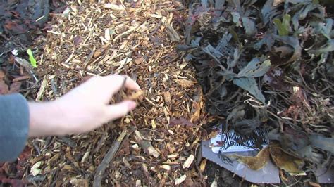 Soil improving with mulch - YouTube