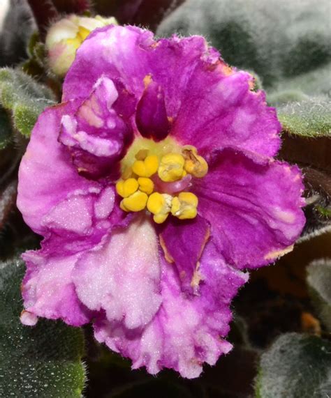 EK Dream Princess Russian African Violet Flower | African violets ...